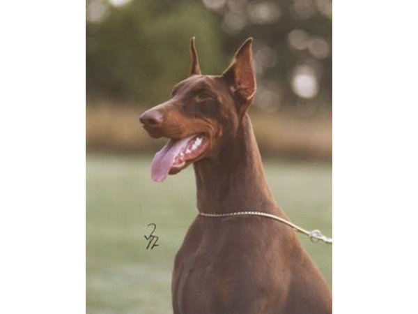 杜伯文犬 公安部南昌警犬基地 杜伯文犬 公安部南昌警犬基地